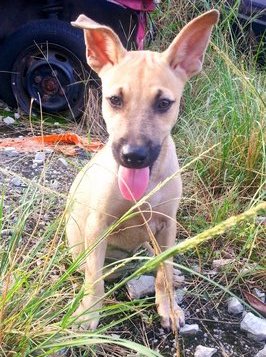 Leng Zai - Mixed Breed Dog