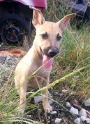 Leng Zai - Mixed Breed Dog