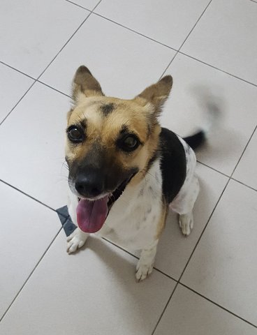 Kiki - Mixed Breed Dog