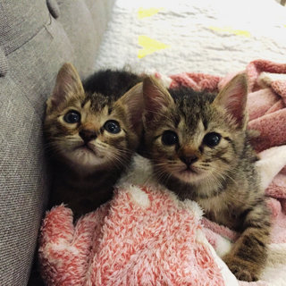 Kiki &amp; Lala  - Domestic Short Hair Cat