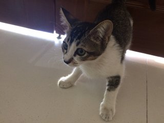 Kittens For Adoption - Tabby Cat