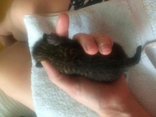 Newborn Kitten - Domestic Short Hair Cat