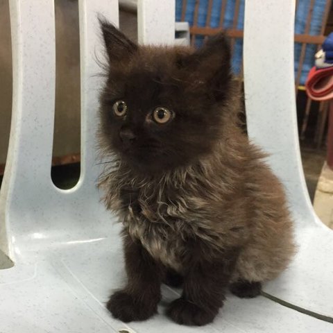 Ghost - Domestic Medium Hair Cat