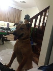 Simba - Mixed Breed Dog