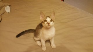 Fendi - Domestic Short Hair Cat