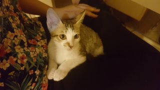 Fendi - Domestic Short Hair Cat