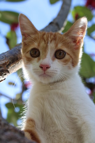 Owlet - Domestic Short Hair Cat