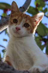 Owlet - Domestic Short Hair Cat