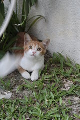 Owlet - Domestic Short Hair Cat