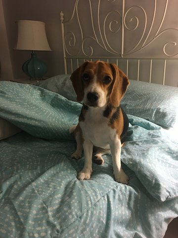 Jesse - Beagle Dog