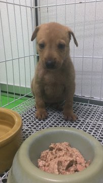 🥕carrot Bob🥕 - Mixed Breed Dog