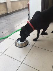 Shar-coal - Mixed Breed Dog