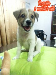 Rogerine - Mixed Breed Dog