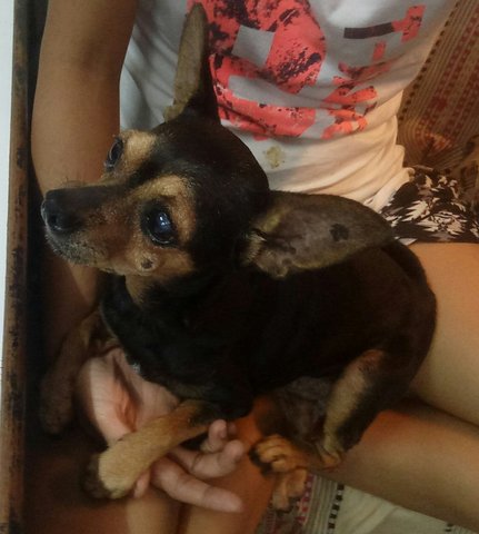 Ferrari  - Miniature Pinscher Dog