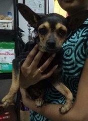 Ferrari  - Miniature Pinscher Dog