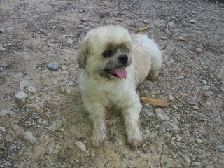 Freddie - Shih Tzu Mix Dog