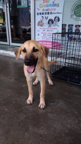 Bubblegirl - Mixed Breed Dog