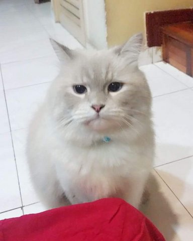 Fuffy - Ragdoll + Persian Cat