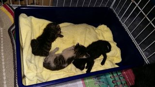 Kittens 6 Weeks Old At Damansara! - Domestic Medium Hair Cat