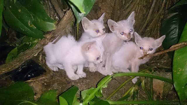 White Kittens - Burmilla + Cornish Rex Cat