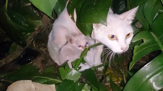 White Kittens - Burmilla + Cornish Rex Cat