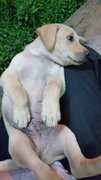 Puppy - Male - Labrador Retriever Mix Dog