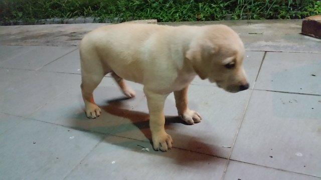 Puppy - Male - Labrador Retriever Mix Dog