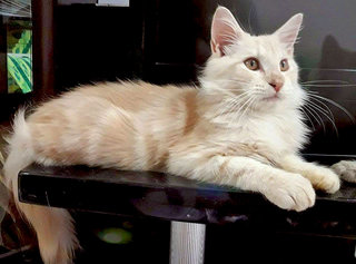 ♛ ..ferauni.. ♛ - Maine Coon Cat