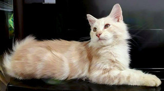 ♛ ..ferauni.. ♛ - Maine Coon Cat