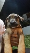 Puppy - Female - Labrador Retriever Mix Dog