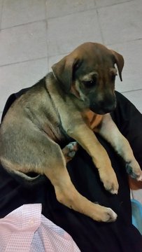 Puppy - Female - Labrador Retriever Mix Dog