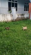 Puppy - Female - Labrador Retriever Mix Dog