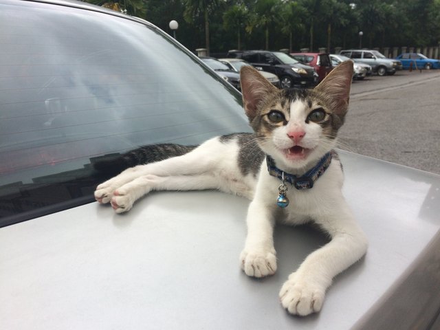 Dodi Junior - Domestic Medium Hair Cat