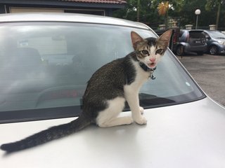 Dodi Junior - Domestic Medium Hair Cat