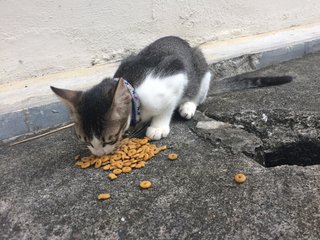 Dodi Junior - Domestic Medium Hair Cat