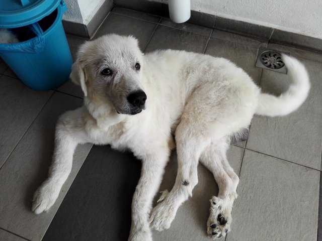 Bianco - Great Pyrenees Dog