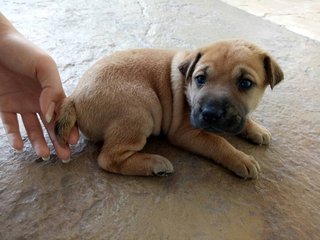 Magenta - Mixed Breed Dog