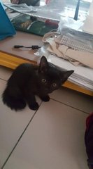 4 Kittens - Domestic Short Hair Cat