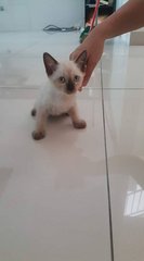 4 Kittens - Domestic Short Hair Cat