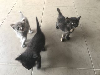 3 Kittens - Domestic Medium Hair Cat