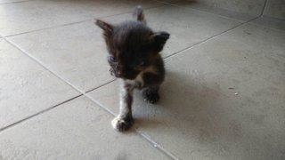 3 Kittens - Domestic Medium Hair Cat