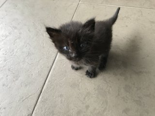 3 Kittens - Domestic Medium Hair Cat