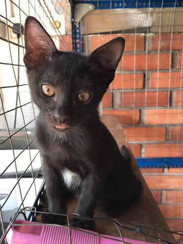 Adorable Kittens For Adoption (Free) - Domestic Short Hair Cat