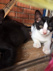 1 black and white spots, male cat