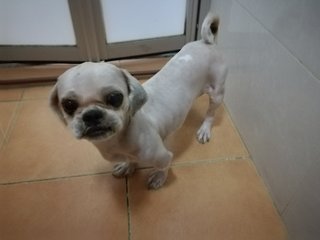 Miki - Shih Tzu Dog