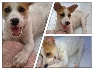 Bubbly Bundle Of Joy - Jack Russell Terrier Mix Dog