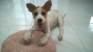 Bubbly Bundle Of Joy - Jack Russell Terrier Mix Dog