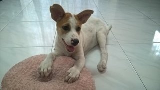 Bubbly Bundle Of Joy - Jack Russell Terrier Mix Dog