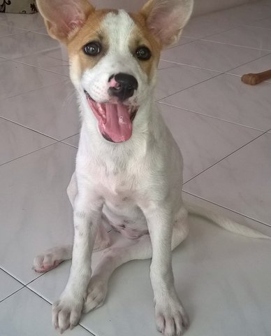 Bubbly Bundle Of Joy - Jack Russell Terrier Mix Dog