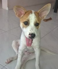 Bubbly Bundle Of Joy - Jack Russell Terrier Mix Dog